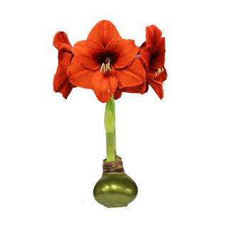 Sovereign Flower Olive Lacquer Base - J.A. Whitney