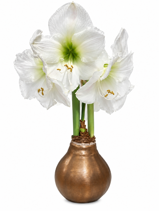 White Flower Teak Lacquer Base