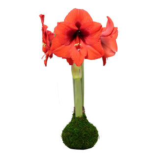 Sovereign Flower Moss Base - J.A. Whitney